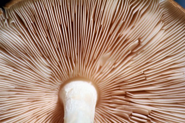 蘑菇下面图片下载