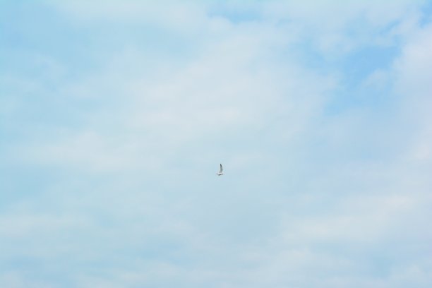 海鸟在天空中飞翔图片下载