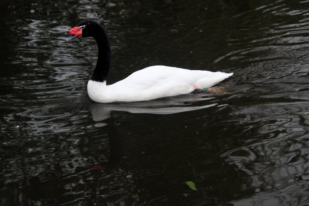一张黑颈天鹅的照片图片下载