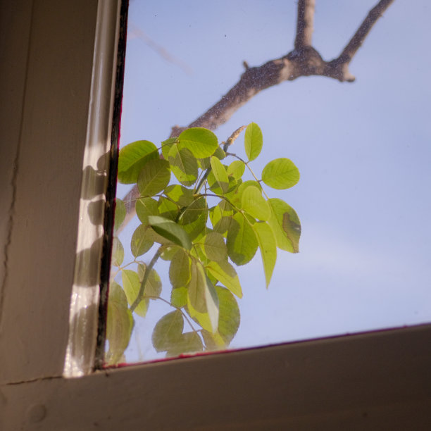 植物通过窗口图片下载