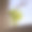 植物通过窗口图片下载