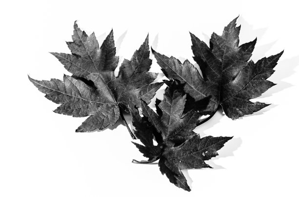 秋天的树叶在白色的背景上图片下载