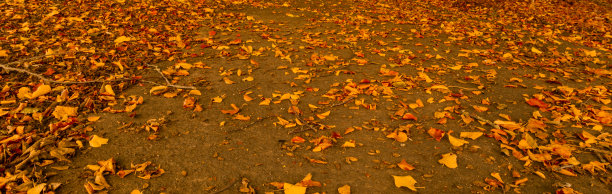 Stapenhill林地步道和河畔步道，伯顿在英国特伦特，2021年秋季。图片下载