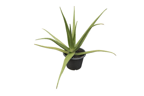 芦荟在白色背景的花盆中种植图片下载