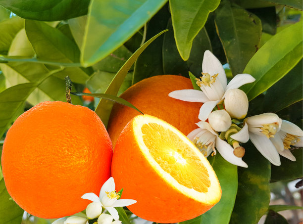 橙色水果切片和带有绿色叶子和花朵的橙色树是很好的背景图片下载
