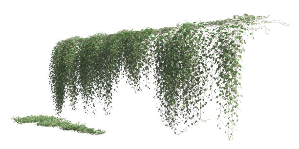 攀缘植物爬行者隔离在白色背景3d插图图片下载