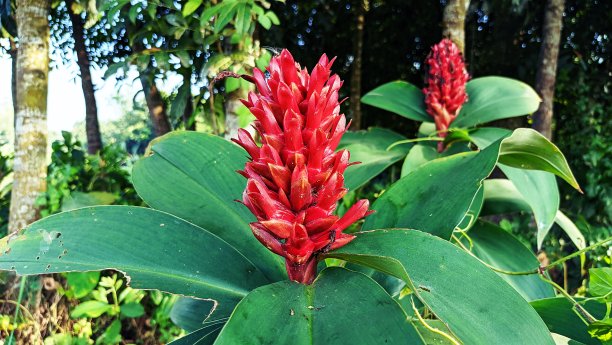 森林里的花。库存图片图片下载