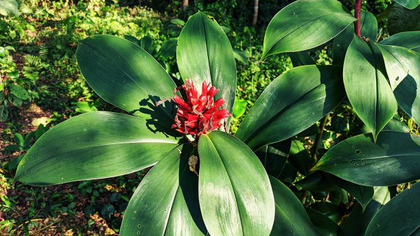 森林里的花。库存图片图片下载