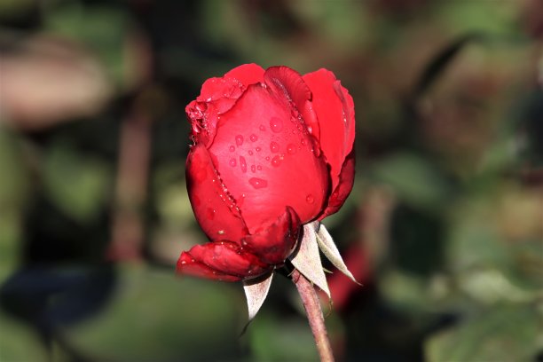 特写红玫瑰与雨滴让在加拿大图片下载
