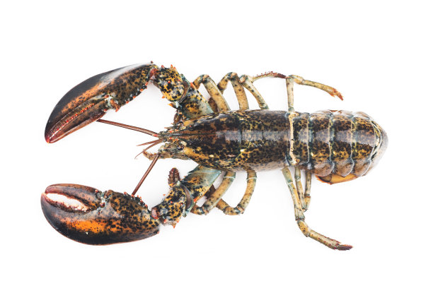 波士顿龙虾被隔离在白色背景上。图片下载