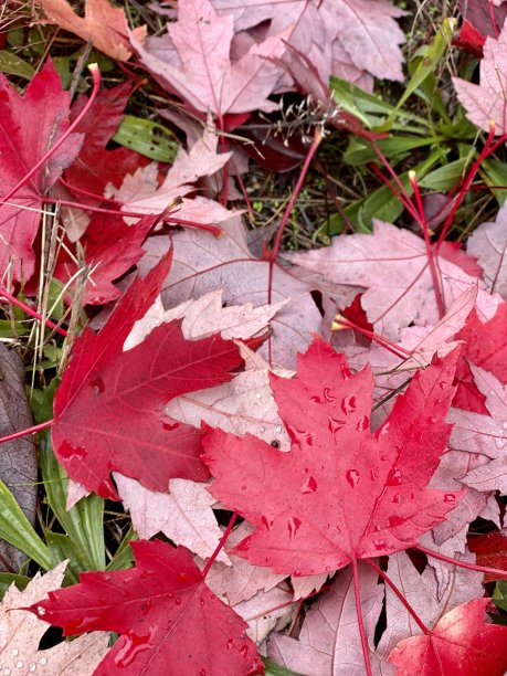关闭秋天的叶子秋天的红色枫叶十一月十月九月惊人的神话色彩丰富的雨林万圣节图片下载
