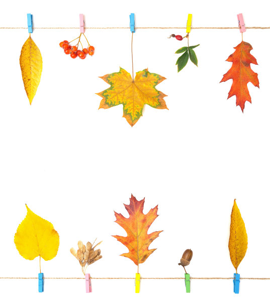 固定秋天的树叶和浆果背景图片下载