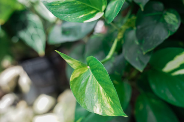 芋头花卉种植图片下载