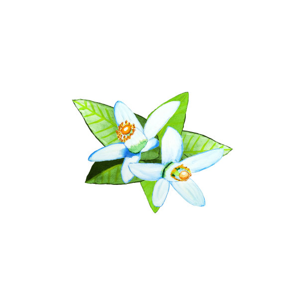 橙花和橙叶。水彩插图。在一个孤立的白色背景上开花。植物绘画。图片下载