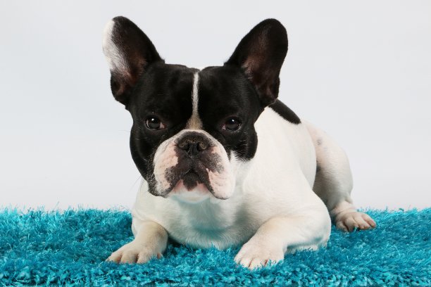 一只黑白相间的法国斗牛犬躺在白色画室的蓝色地毯上图片下载