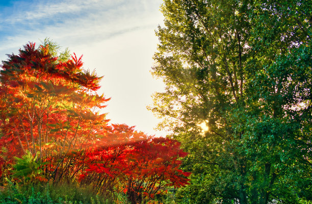 秋天树后美丽的夕阳图片下载