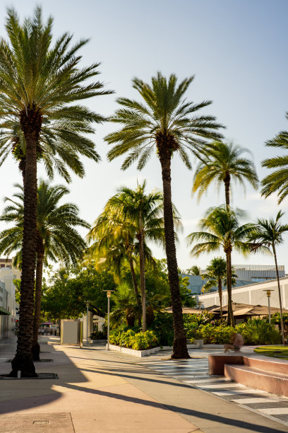 林肯路迈阿密海滩风景优美图片下载