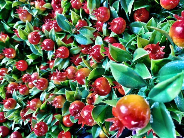 红色水果用作背景图片下载