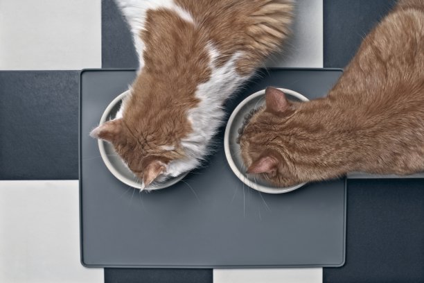 从上面直接看到两只猫在吃东西。图片下载