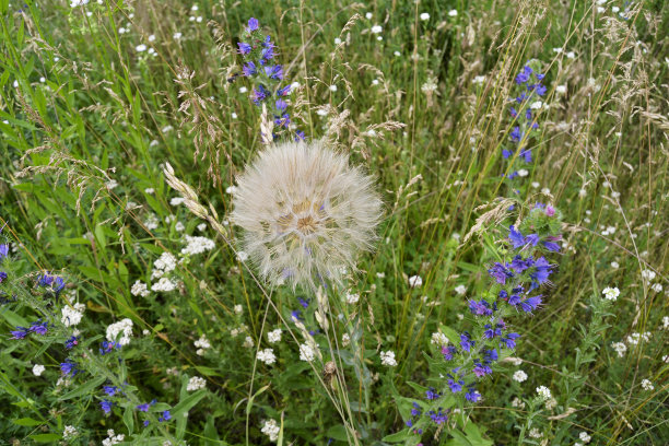 花蒲公英图片下载