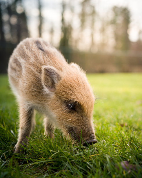 婴儿野猪图片下载