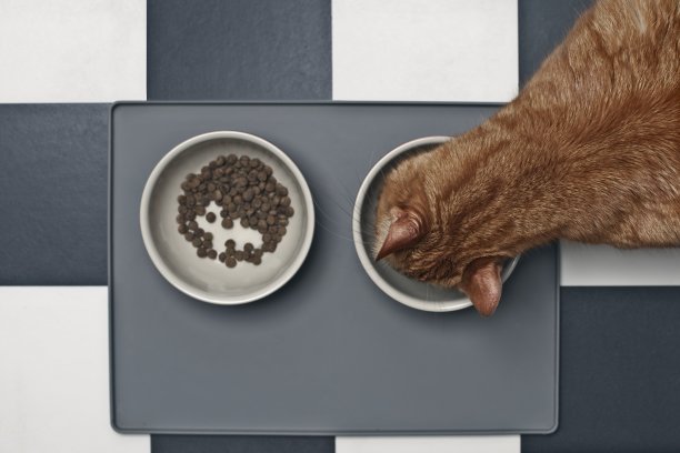 从上方直接看到的，红猫在装有干粮的食物碗旁吃湿粮图片下载