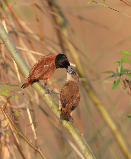 栗色Munia喂养幼鸟的照片。图片下载