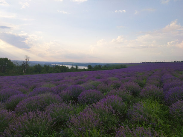 落日映衬着紫色的薰衣草田。薰衣草田的美丽画面图片下载