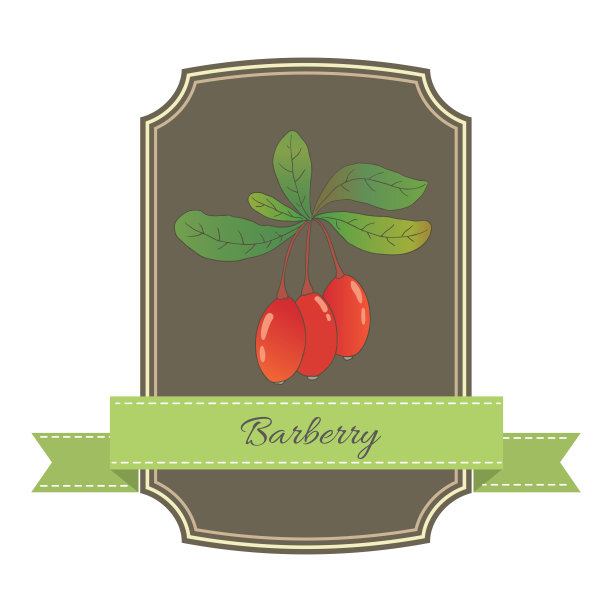 矢量图形贴纸模板与小檗属植物图片下载