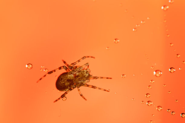 蜘蛛的网图片下载