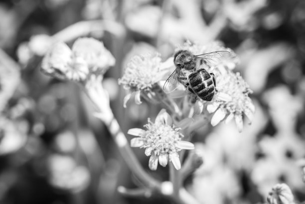 工作的蜜蜂图片下载