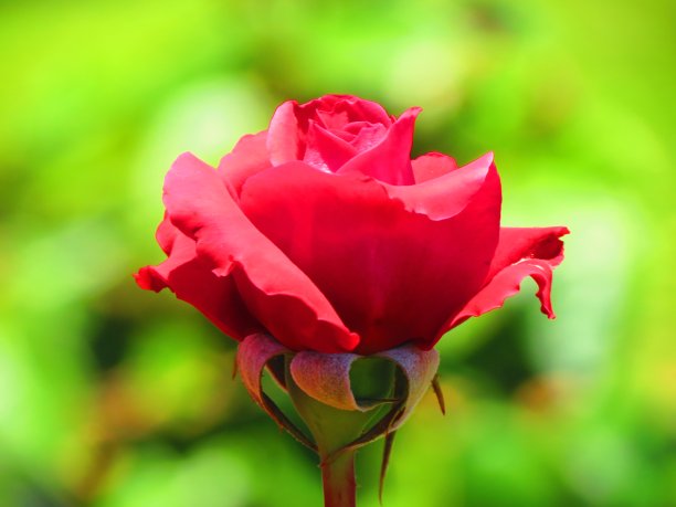 美丽的玫瑰花。图片下载