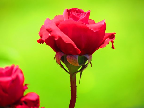 美丽的玫瑰花。图片下载