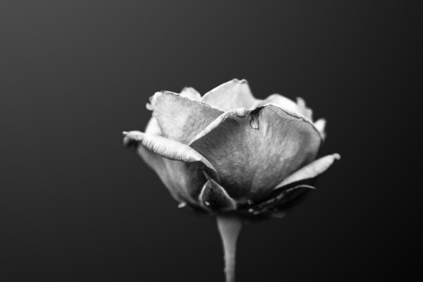 黑白玫瑰图片下载