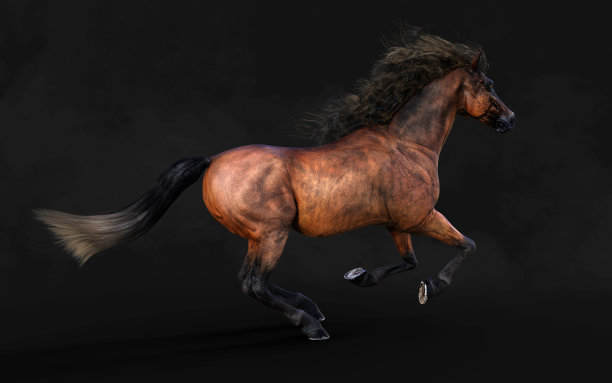 布朗马的姿势图片下载