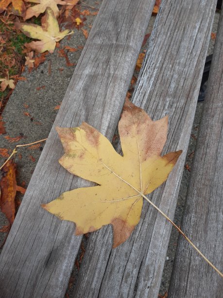 黄色枫叶库存照片图片下载