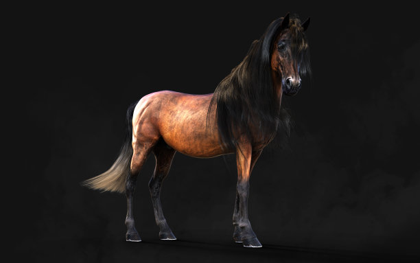 布朗马的姿势图片下载