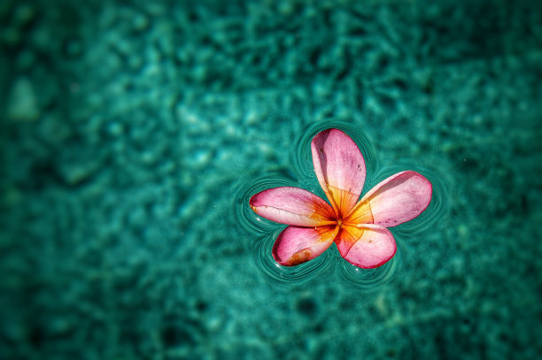 花力量图片下载