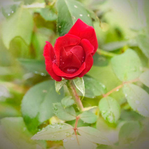 雨后浅绿色背景上盛开的红玫瑰图片下载