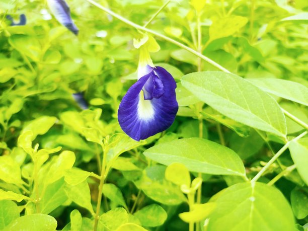 亚洲鸽翼图片下载