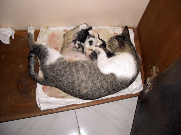 猫妈妈和她的孩子们图片下载