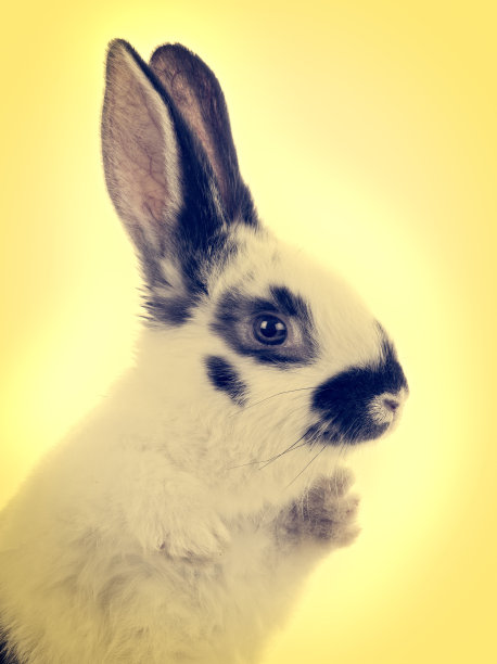 在复古风格的黄色背景上的人像兔子图片下载