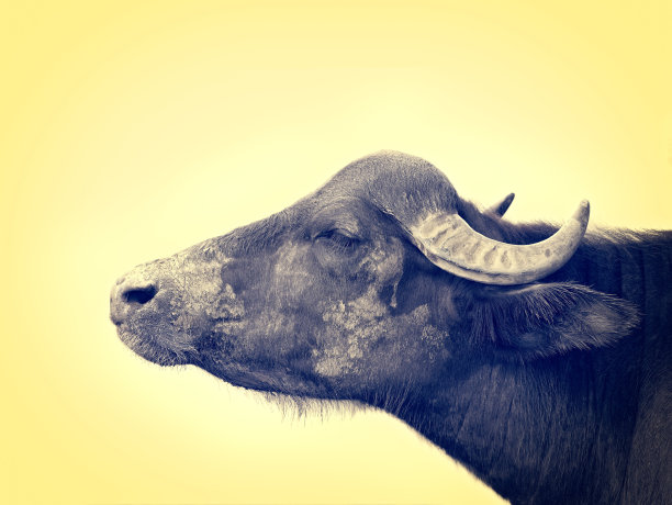 喀尔巴阡水牛，黄色背景，复古风格图片下载