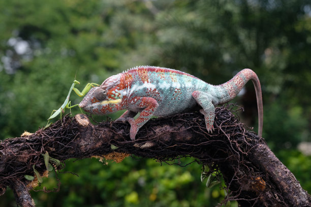 变色龙图片下载