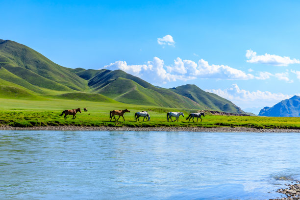 马在河边的草地上吃草。山上的草地和夏天牧场上的马。图片下载