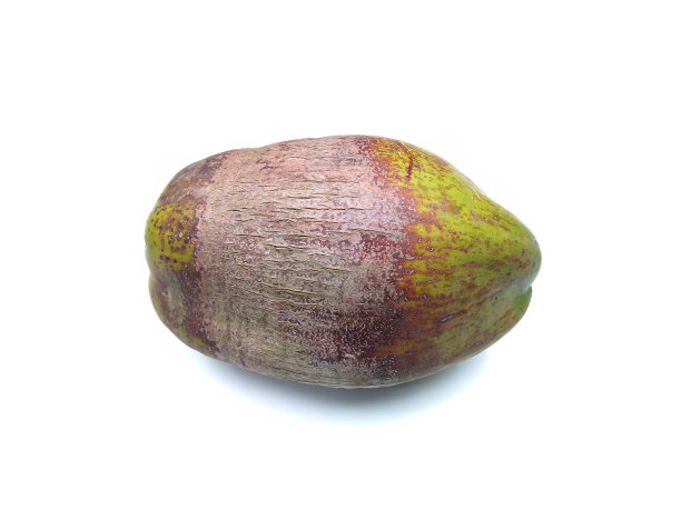 绿色成熟的椰子果实孤立在白色的背景上图片下载