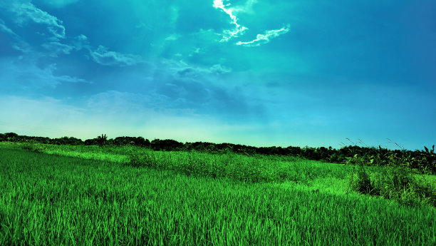 美丽的风景与稻田和彩色的天空背景。孟加拉国、库存图片图片下载
