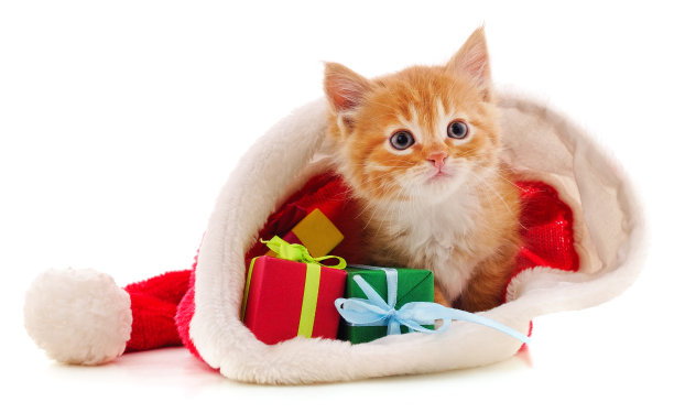 小猫带着圣诞礼物。图片下载