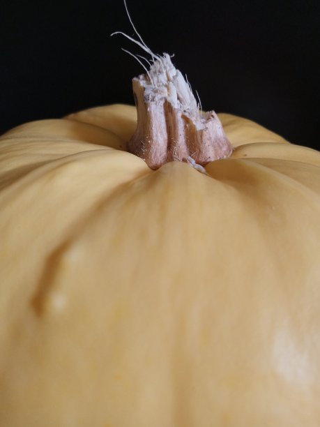 白南瓜茎图片下载