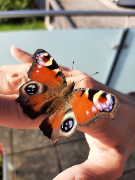 孔雀蝶图片下载